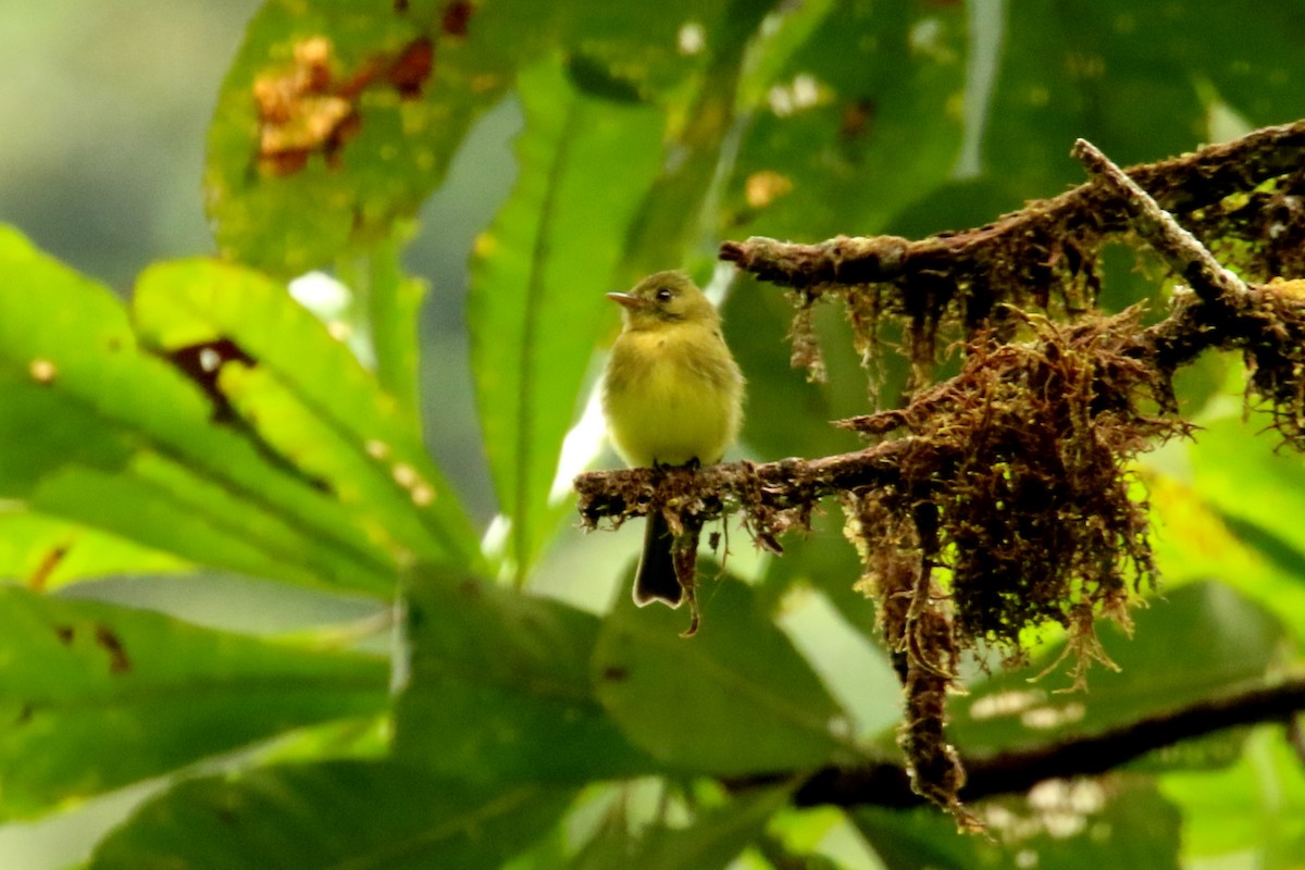 Tufted Flycatcher - ML620874015