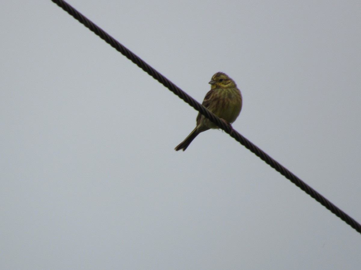 Yellowhammer - ML620874016