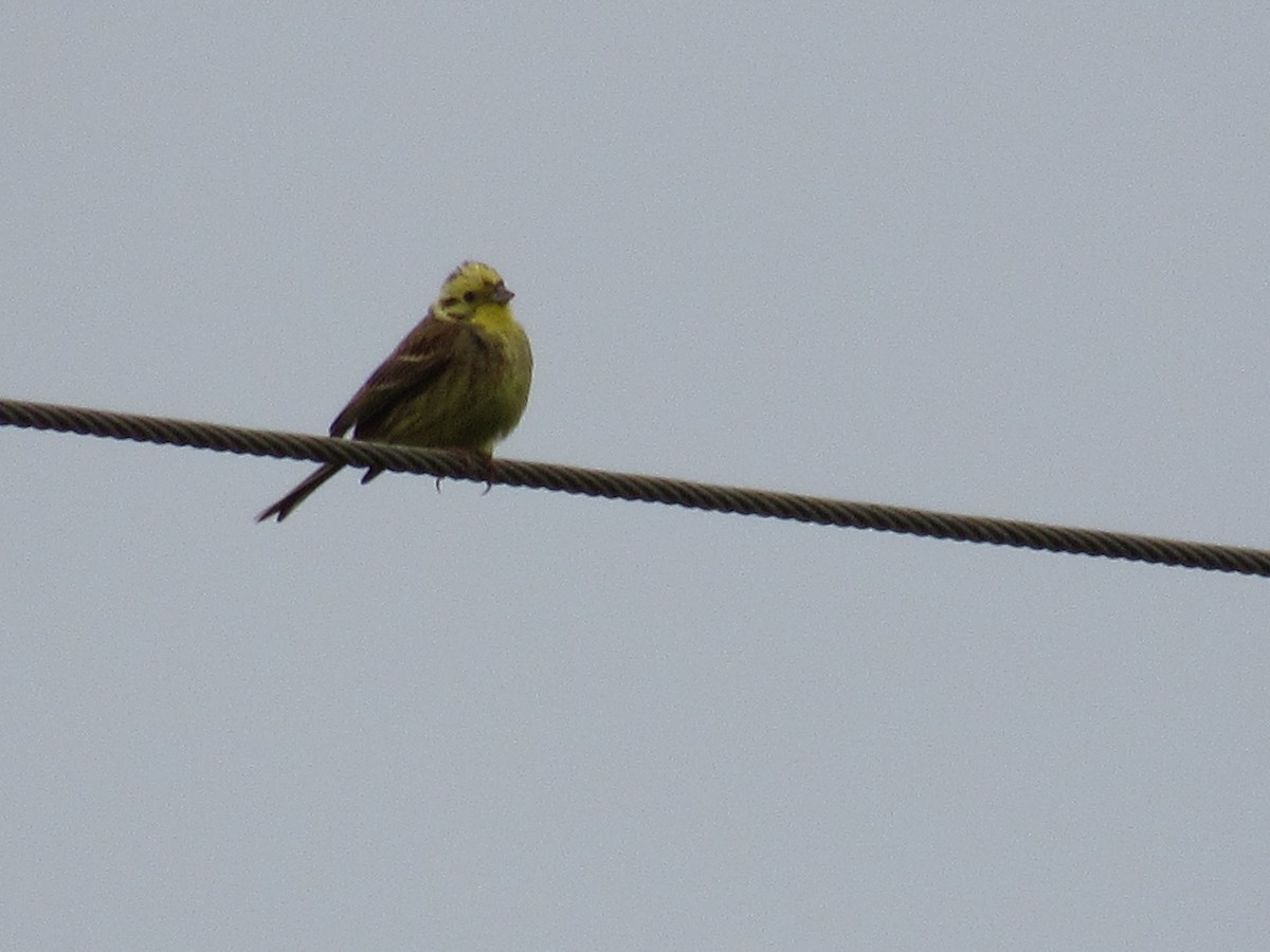 Yellowhammer - Roger Hedge