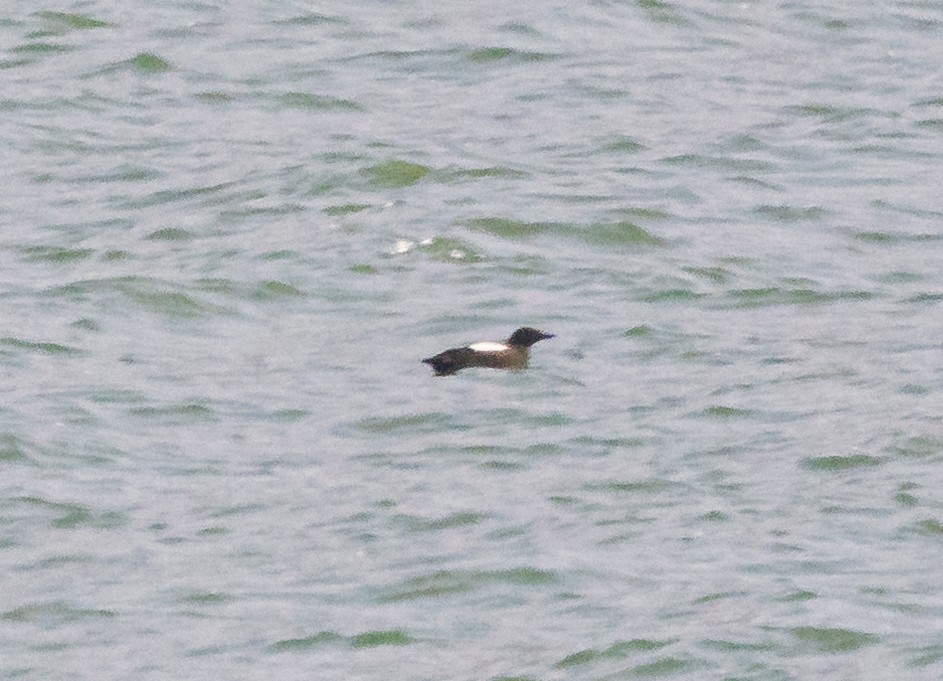 Black Guillemot - ML620874044