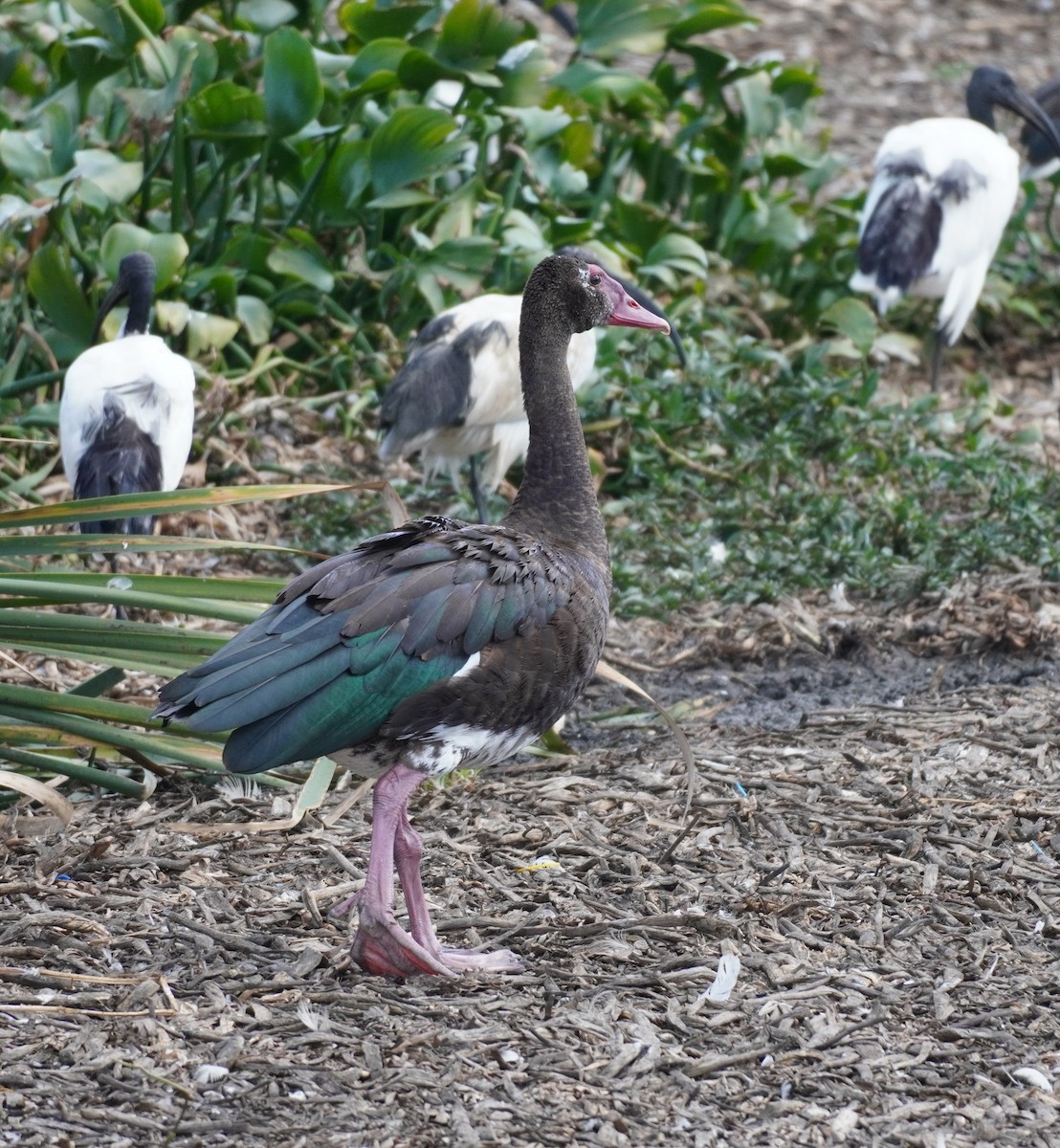 Spur-winged Goose - ML620874048