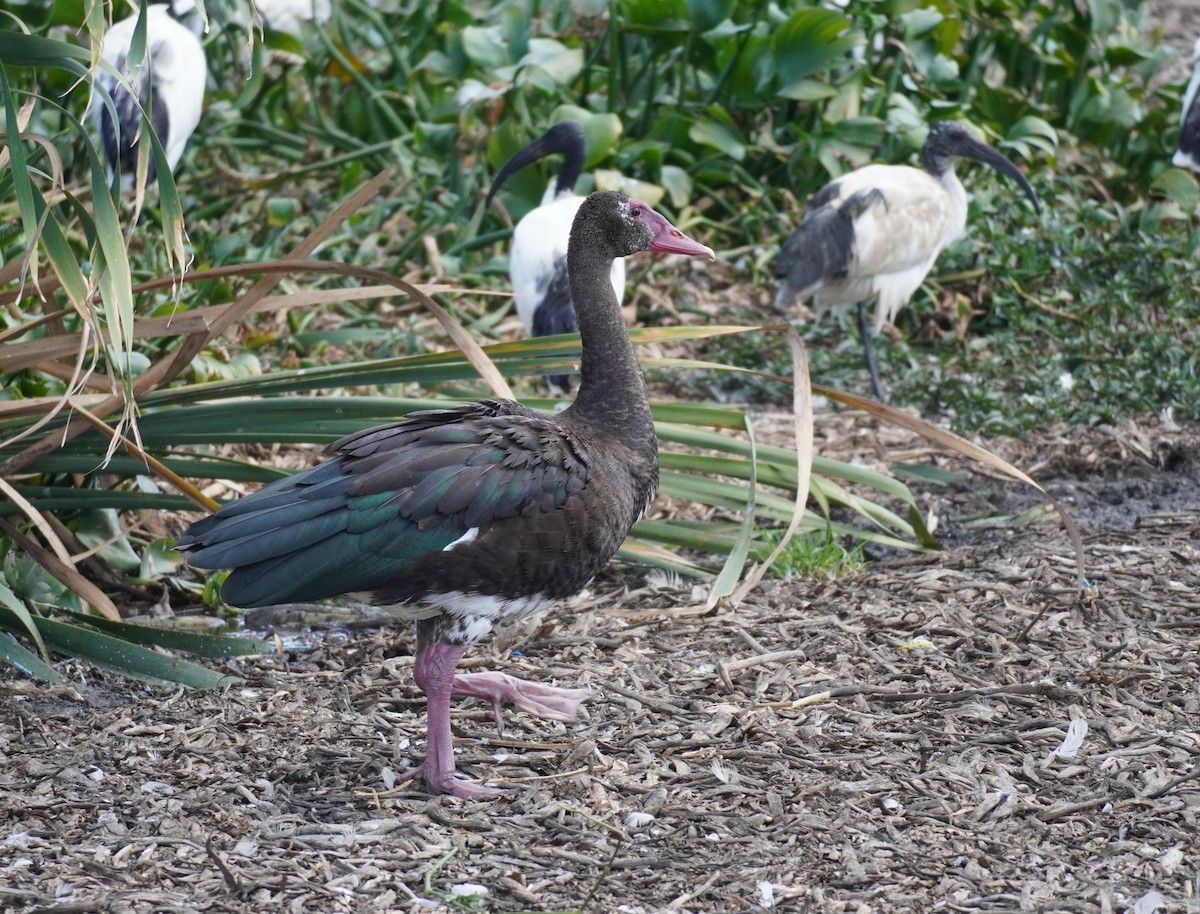 Spur-winged Goose - ML620874049