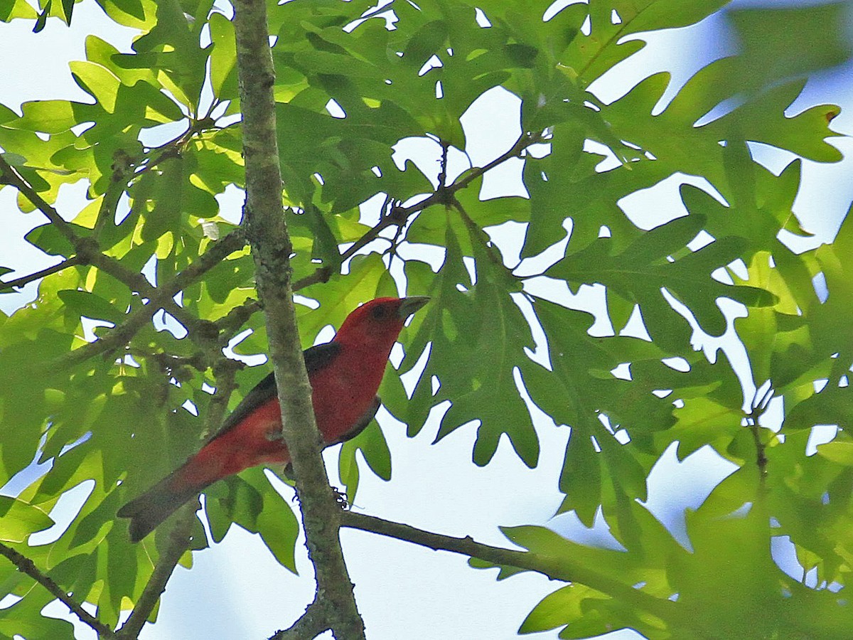 Scarlet Tanager - Carl Poldrack