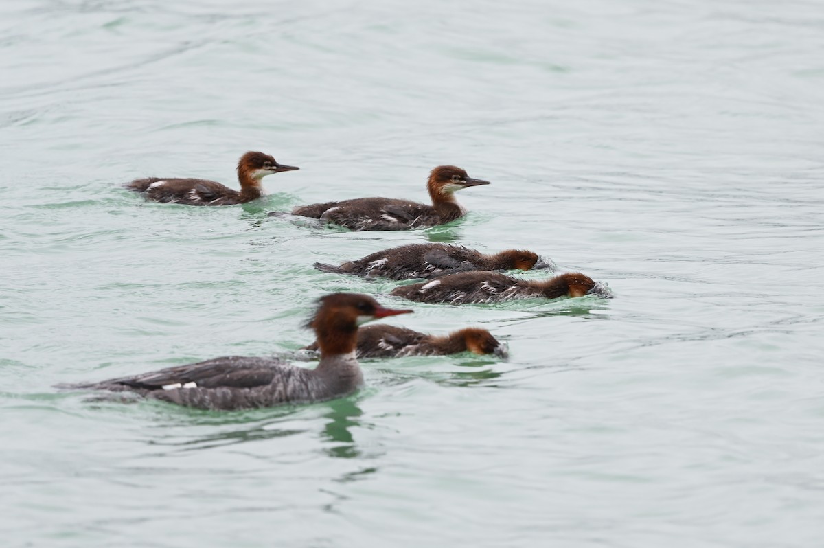 Common Merganser - Dan O'Brien