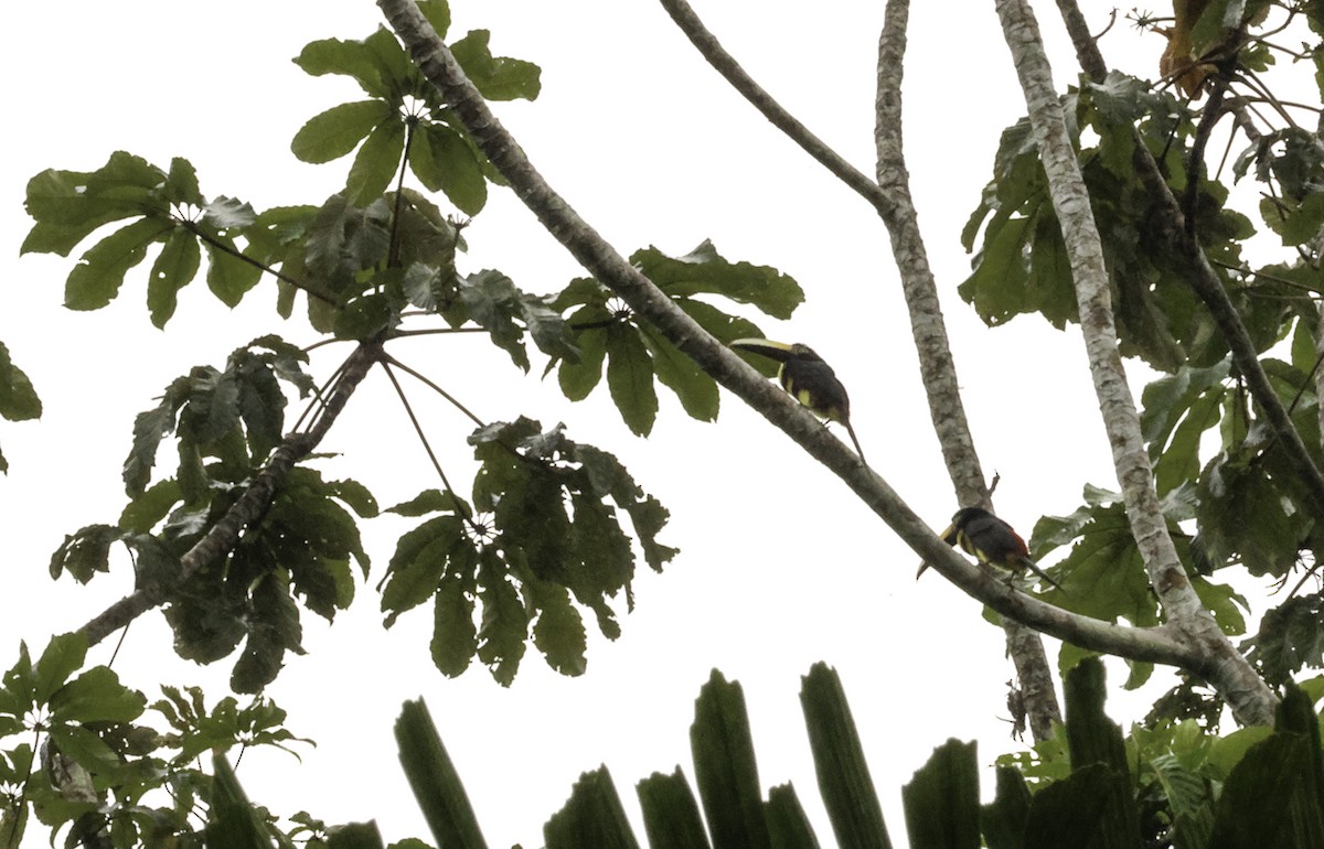 Many-banded Aracari - ML620874065