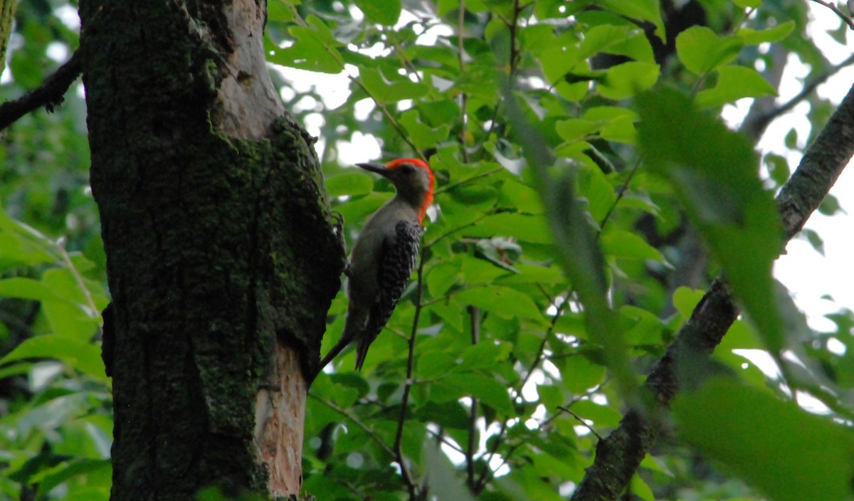 Red-bellied Woodpecker - ML620874067