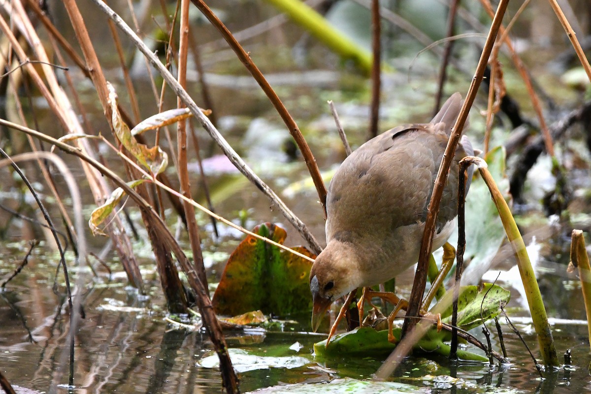 Purple Gallinule - ML620874069