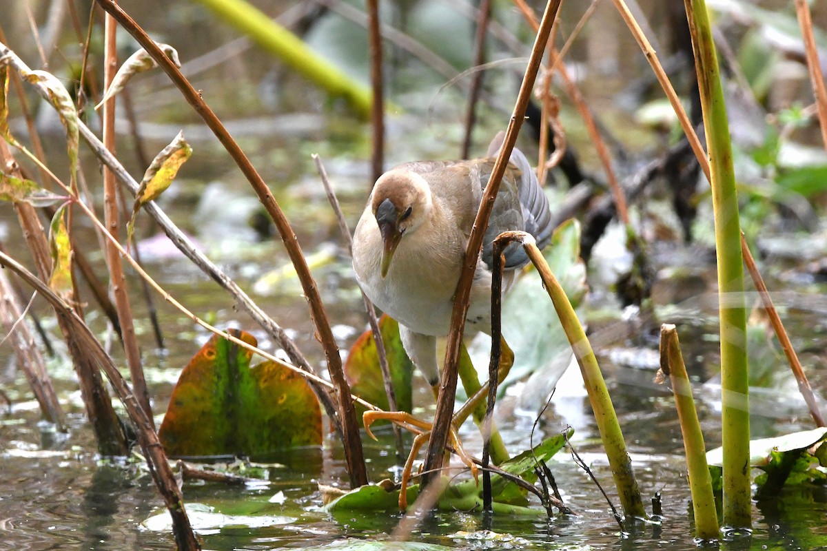 Purple Gallinule - ML620874070