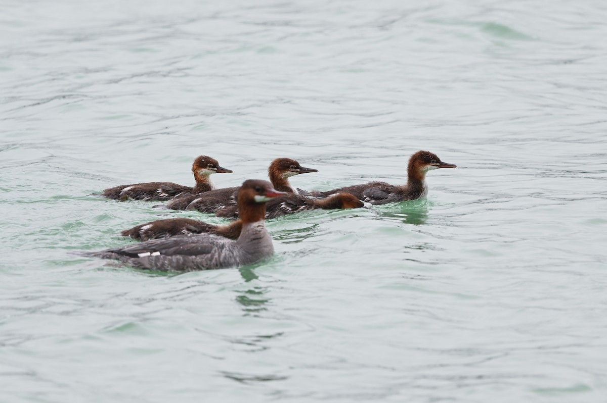 Common Merganser - ML620874077