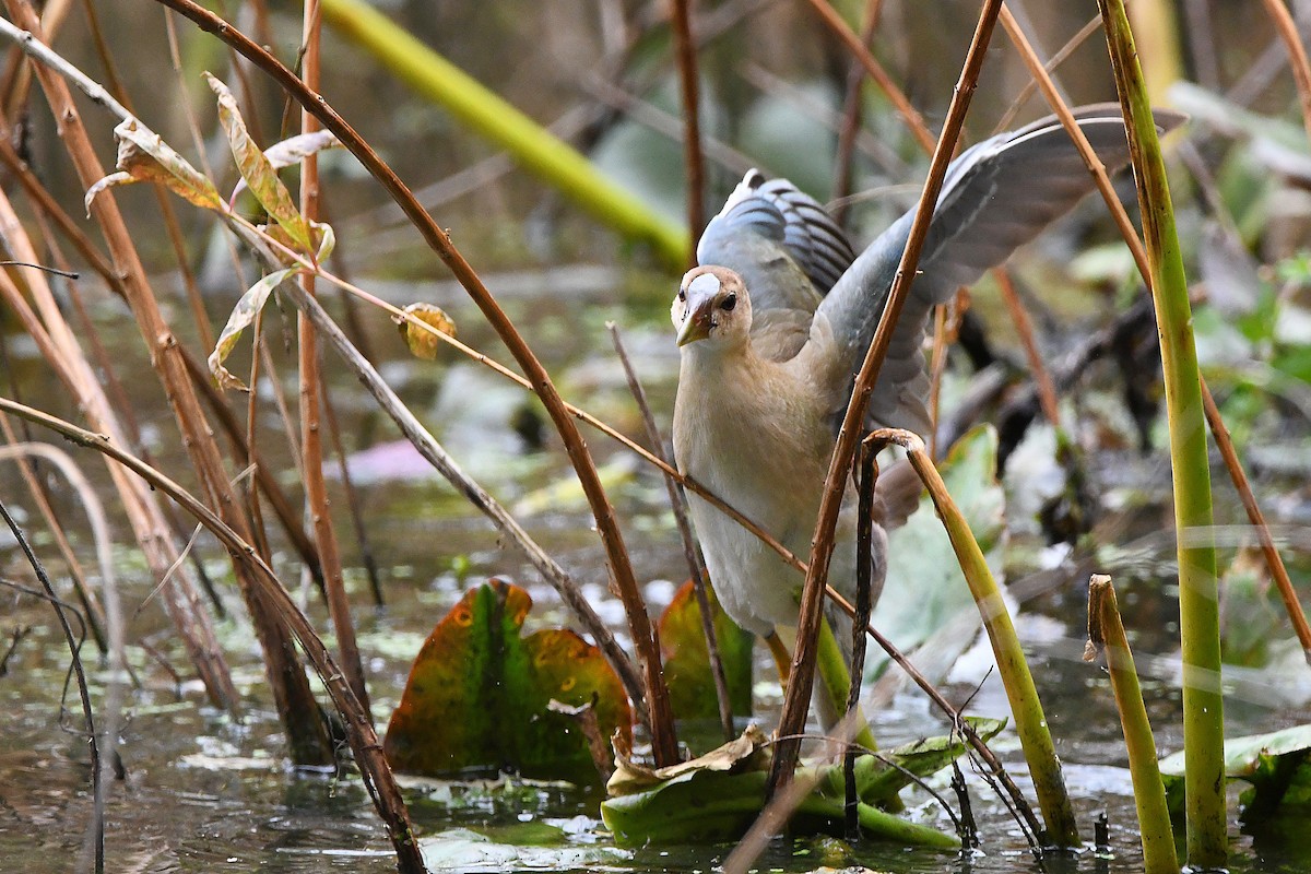 Purple Gallinule - Ari Weiss