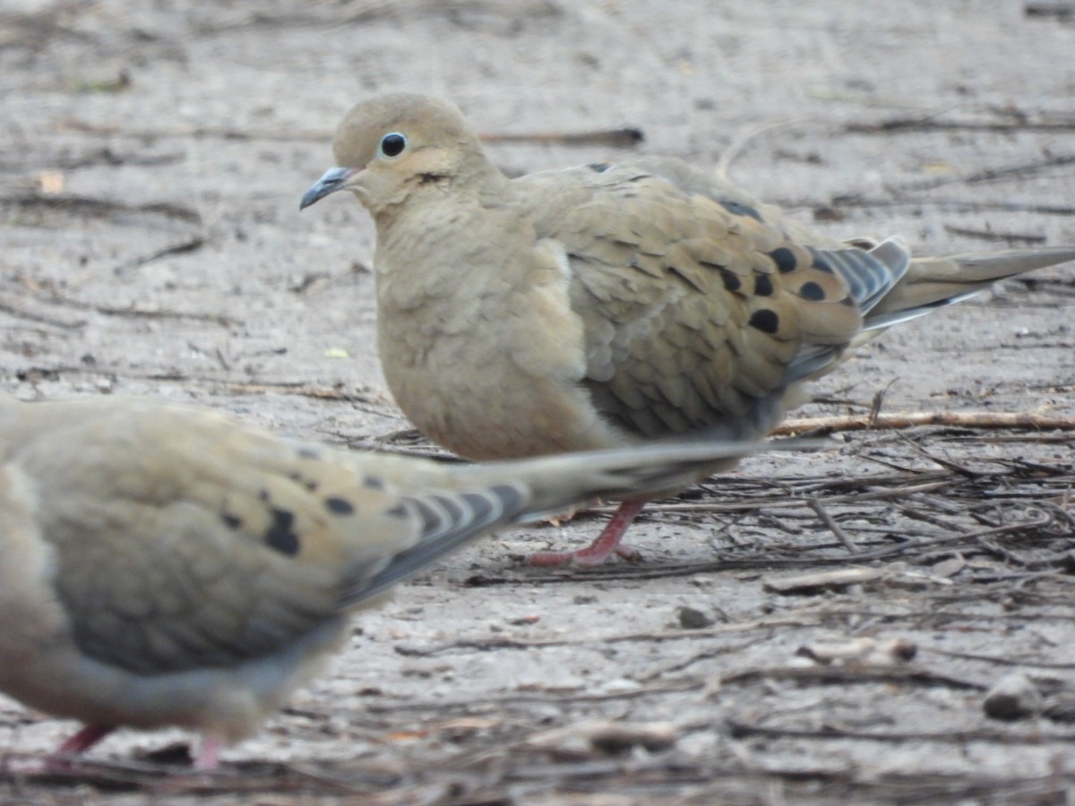 Mourning Dove - ML620874086