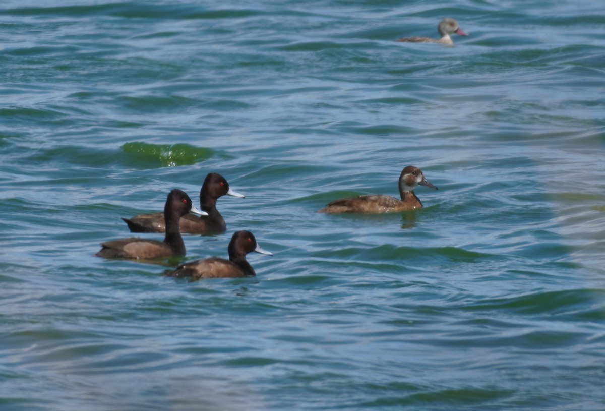 Southern Pochard - ML620874089