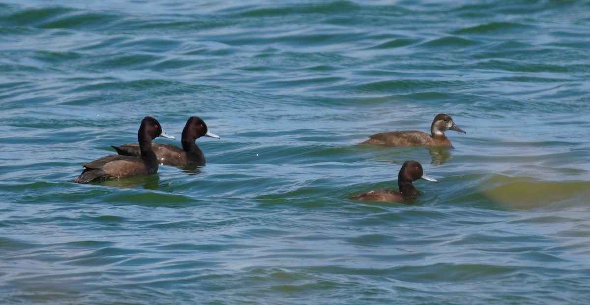 Southern Pochard - ML620874091