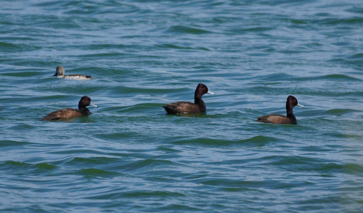 Southern Pochard - ML620874092