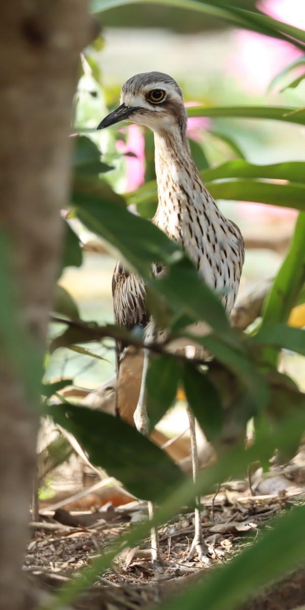 Bush Thick-knee - ML620874093