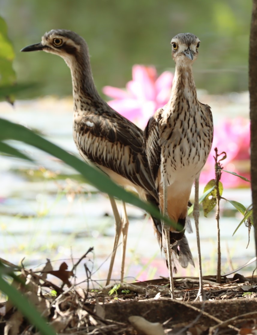 Bush Thick-knee - Susan  Downey