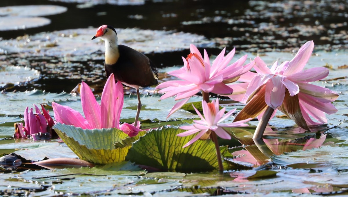 Comb-crested Jacana - ML620874099