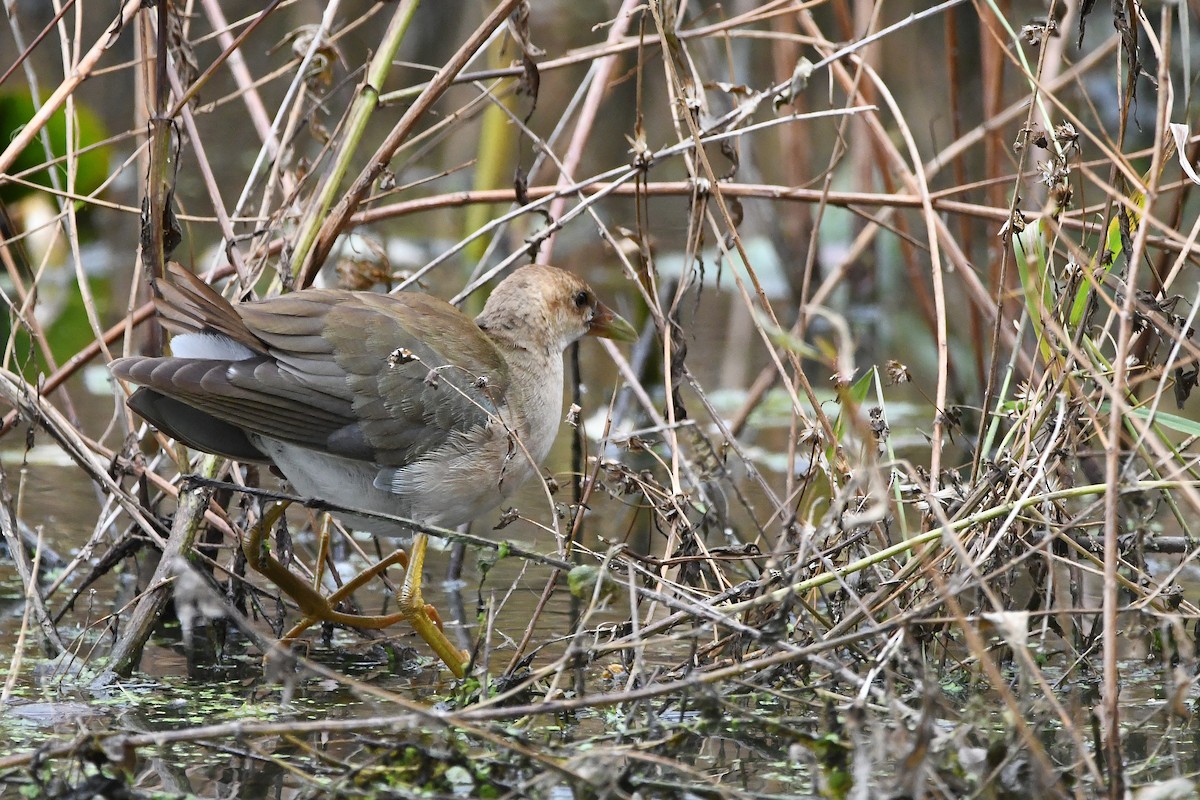 Purple Gallinule - ML620874103