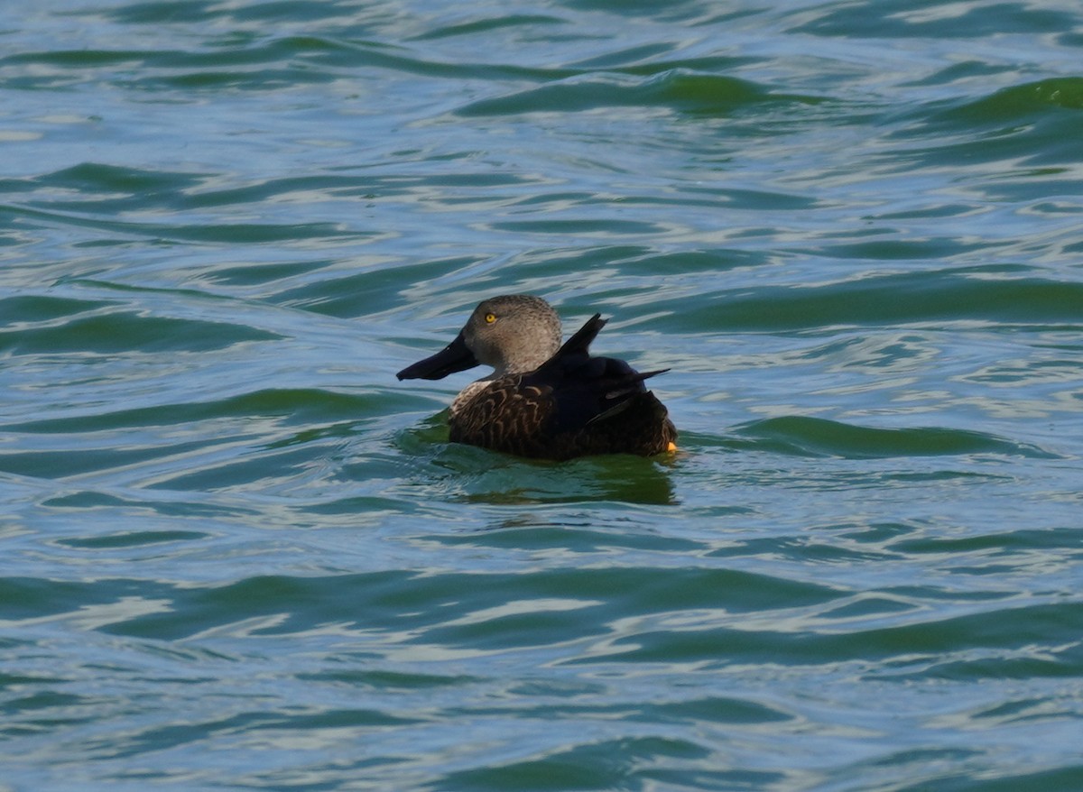 Cape Shoveler - Sarah Foote