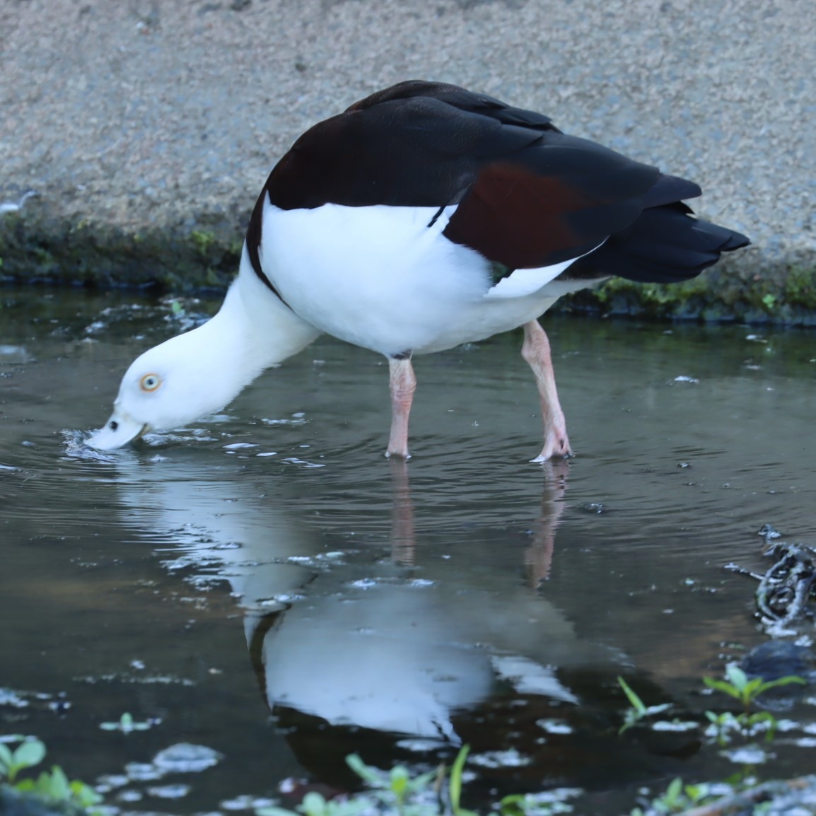 Radjah Shelduck - ML620874115