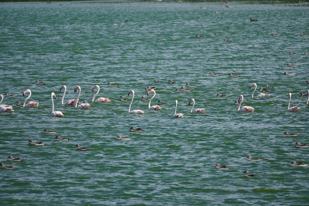 Greater Flamingo - ML620874117