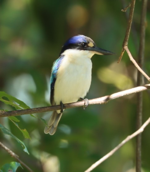 Forest Kingfisher - ML620874120