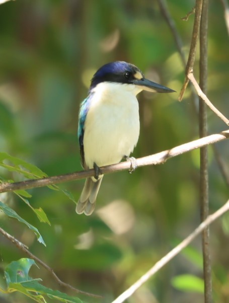 Forest Kingfisher - ML620874121