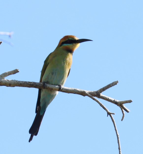 Rainbow Bee-eater - ML620874124