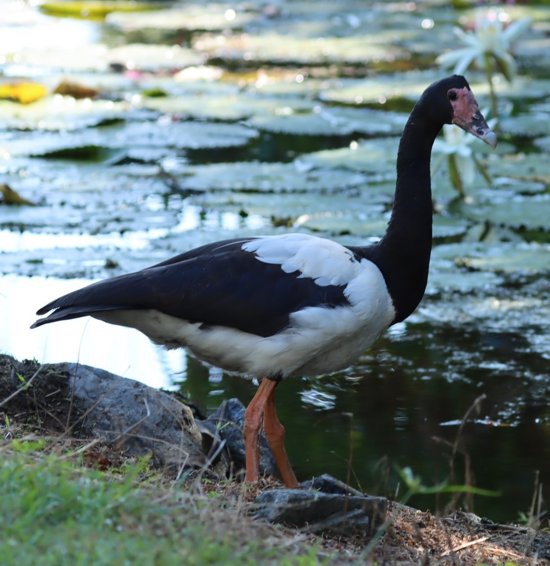 Magpie Goose - ML620874127