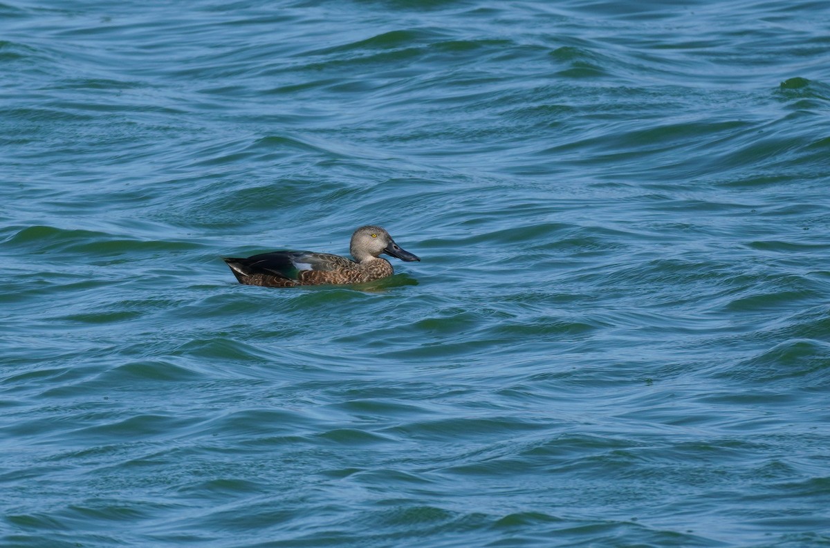 Cape Shoveler - ML620874128