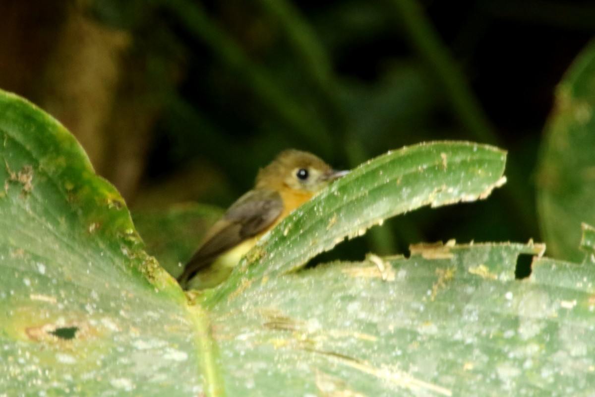 Ochre-breasted Tanager - ML620874131