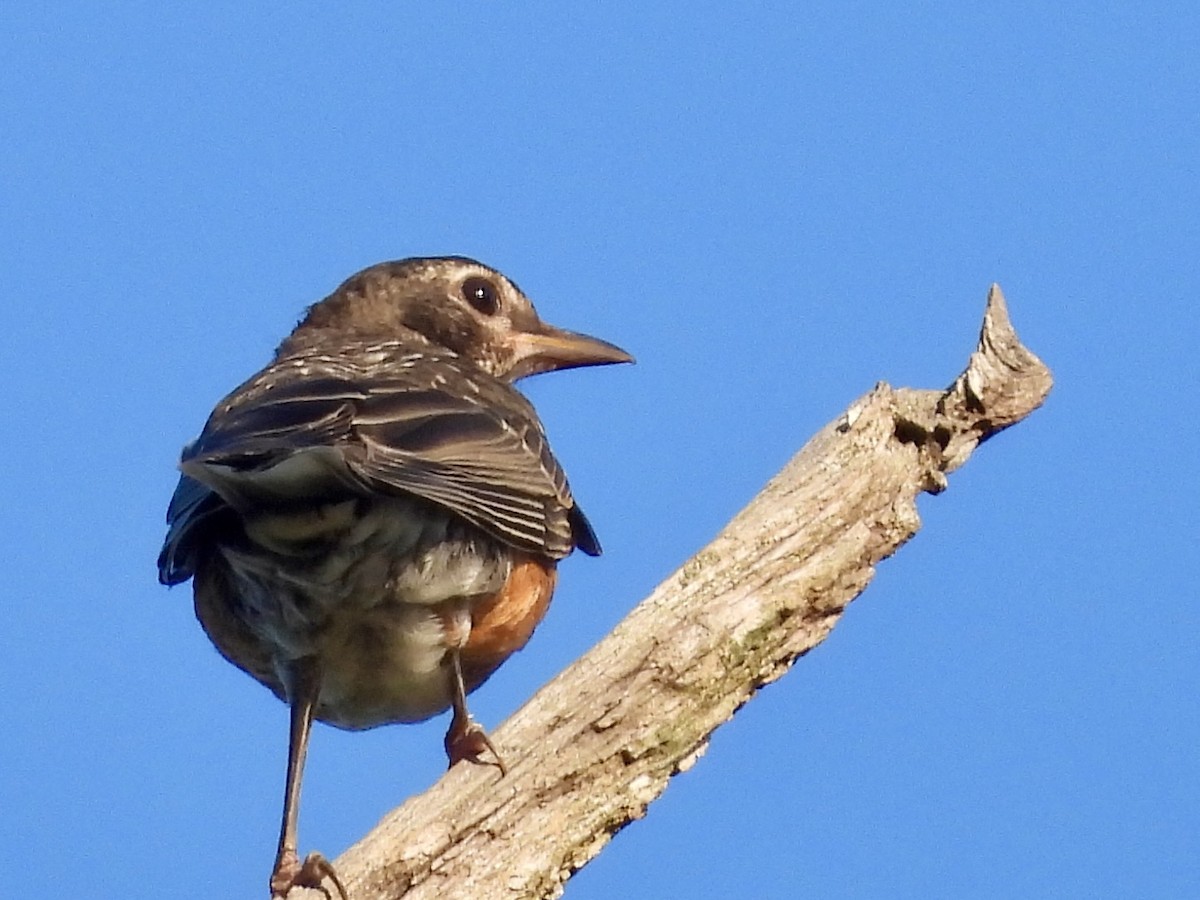 American Robin - ML620874137