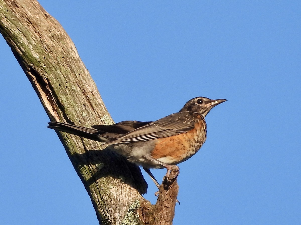 American Robin - ML620874138