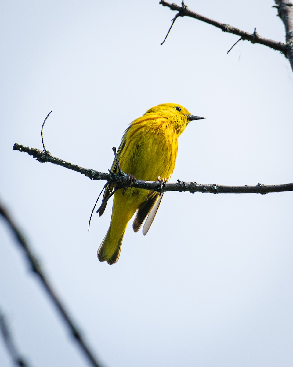 Yellow Warbler - ML620874139