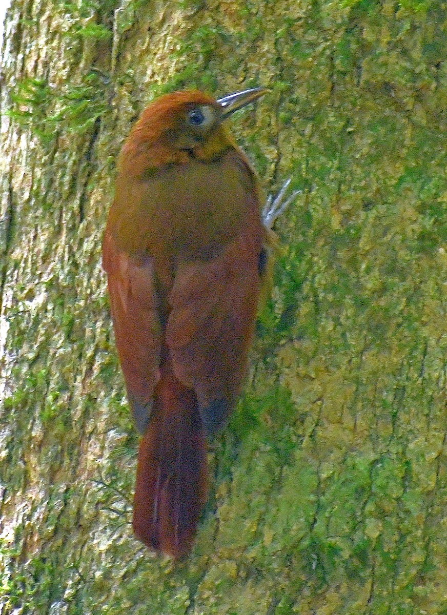 Ruddy Woodcreeper - ML620874150