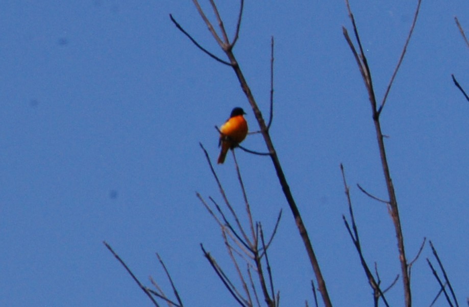 Baltimore Oriole - ML620874153