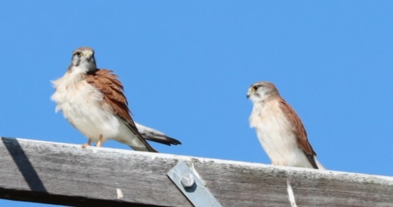 Nankeen Kestrel - ML620874158