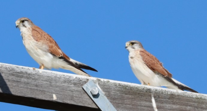 Nankeen Kestrel - ML620874159