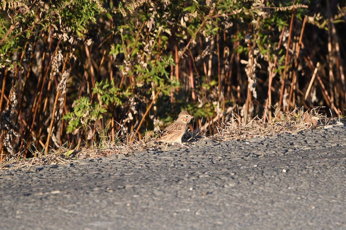 Vesper Sparrow - ML620874161