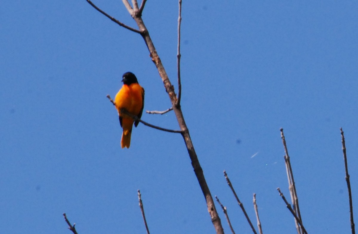 Baltimore Oriole - ML620874164