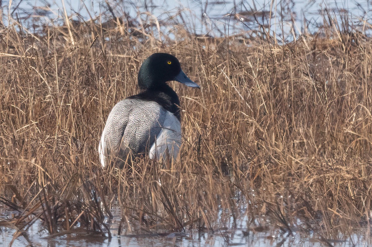 Greater Scaup - ML620874167