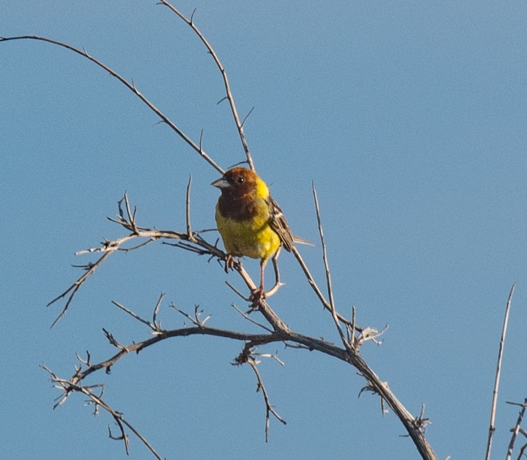Red-headed Bunting - ML620874169