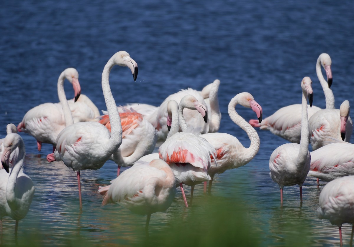 Greater Flamingo - ML620874172