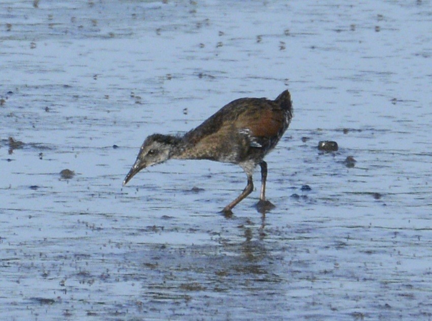 Virginia Rail - ML620874174