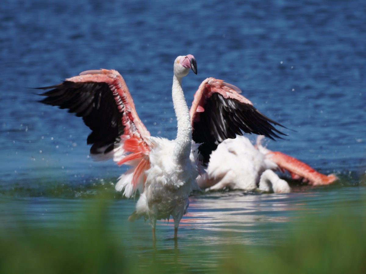 Greater Flamingo - ML620874176