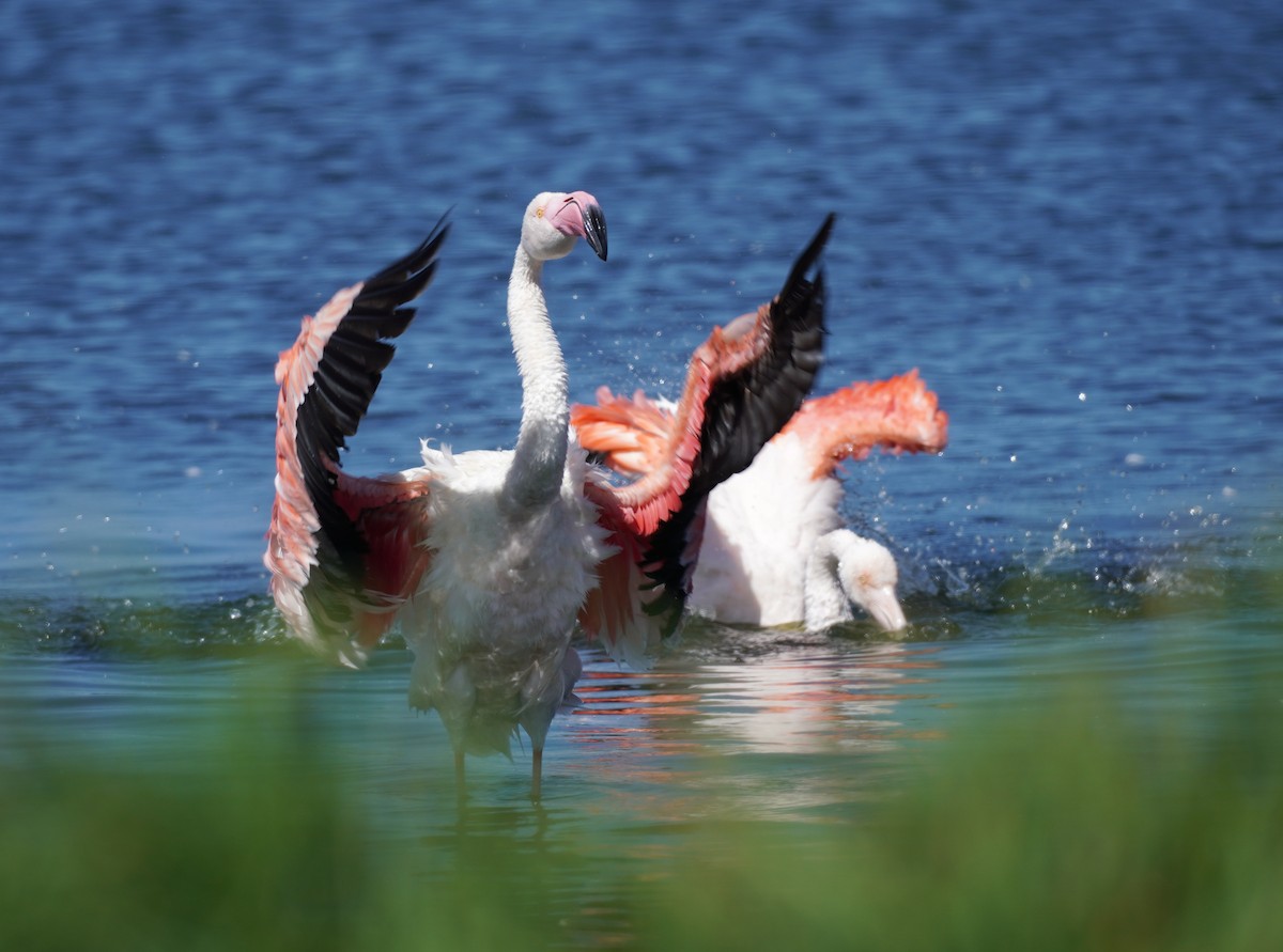 Greater Flamingo - ML620874177