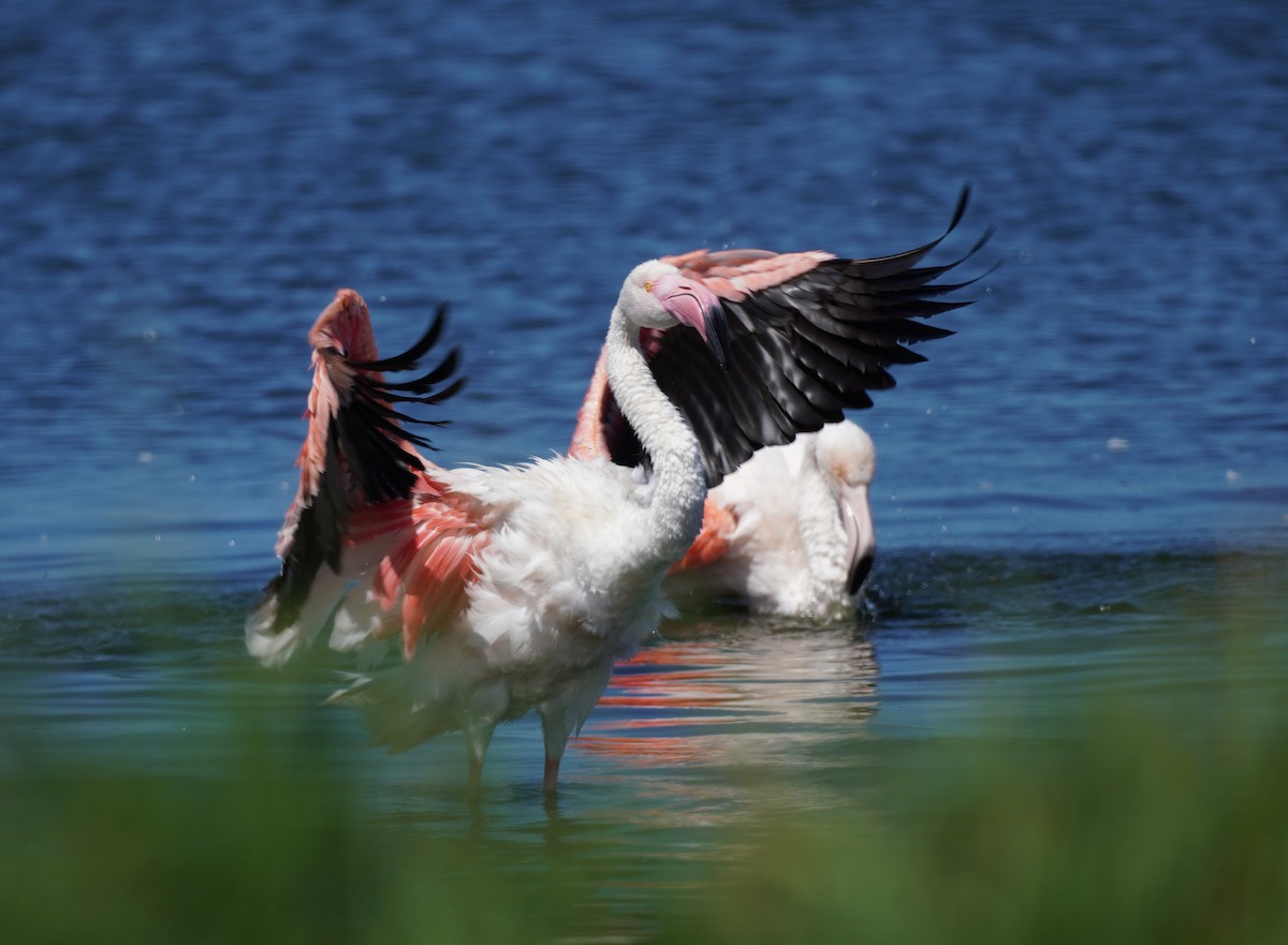 Greater Flamingo - ML620874182