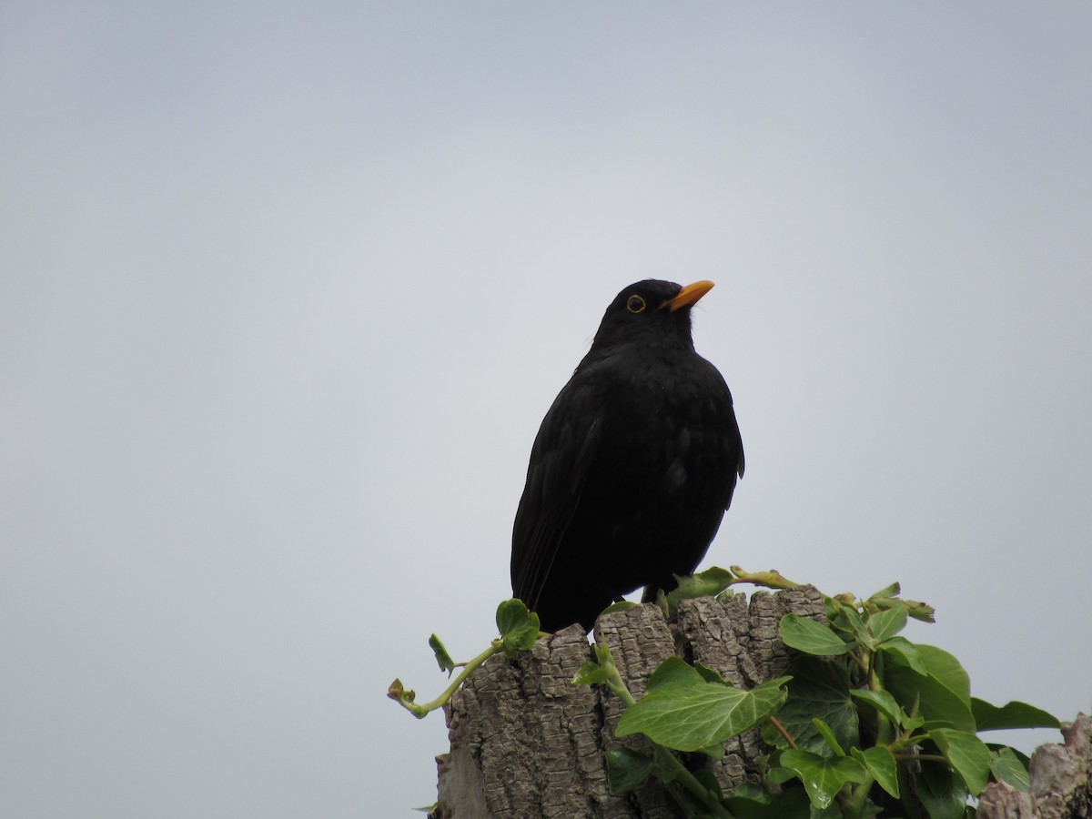 Eurasian Blackbird - ML620874184