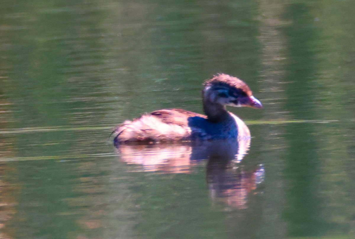 Pied-billed Grebe - ML620874187