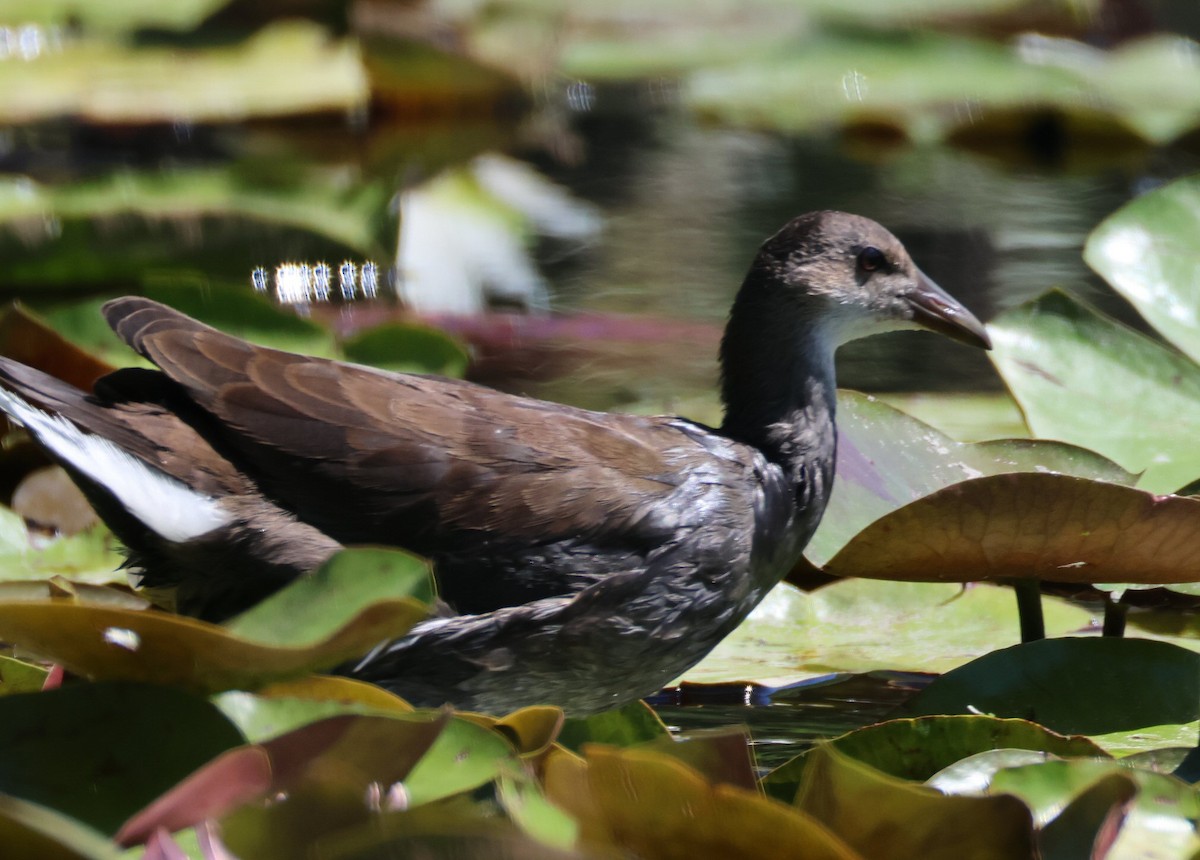 Pied-billed Grebe - ML620874188